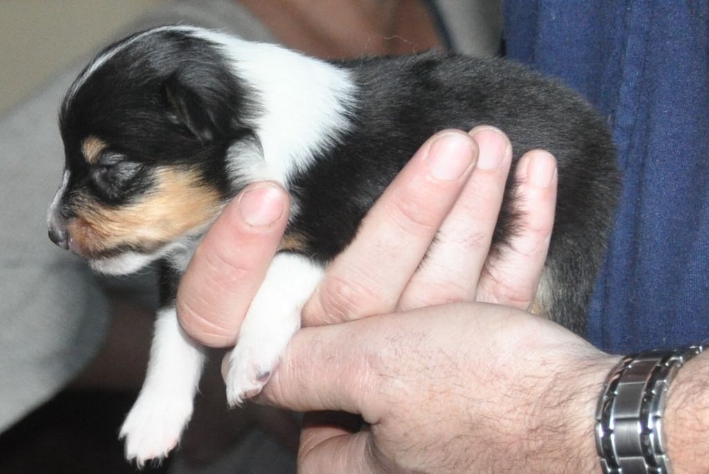 Des Gardiens De Nikaia - Shetland Sheepdog - Portée née le 15/02/2019