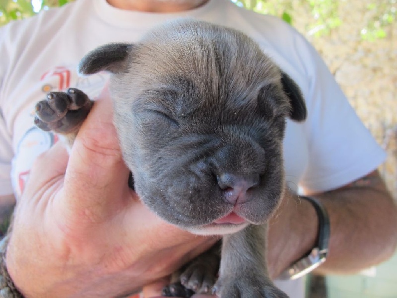 Des Gardiens De Nikaia - Cane Corso - Portée née le 05/08/2016